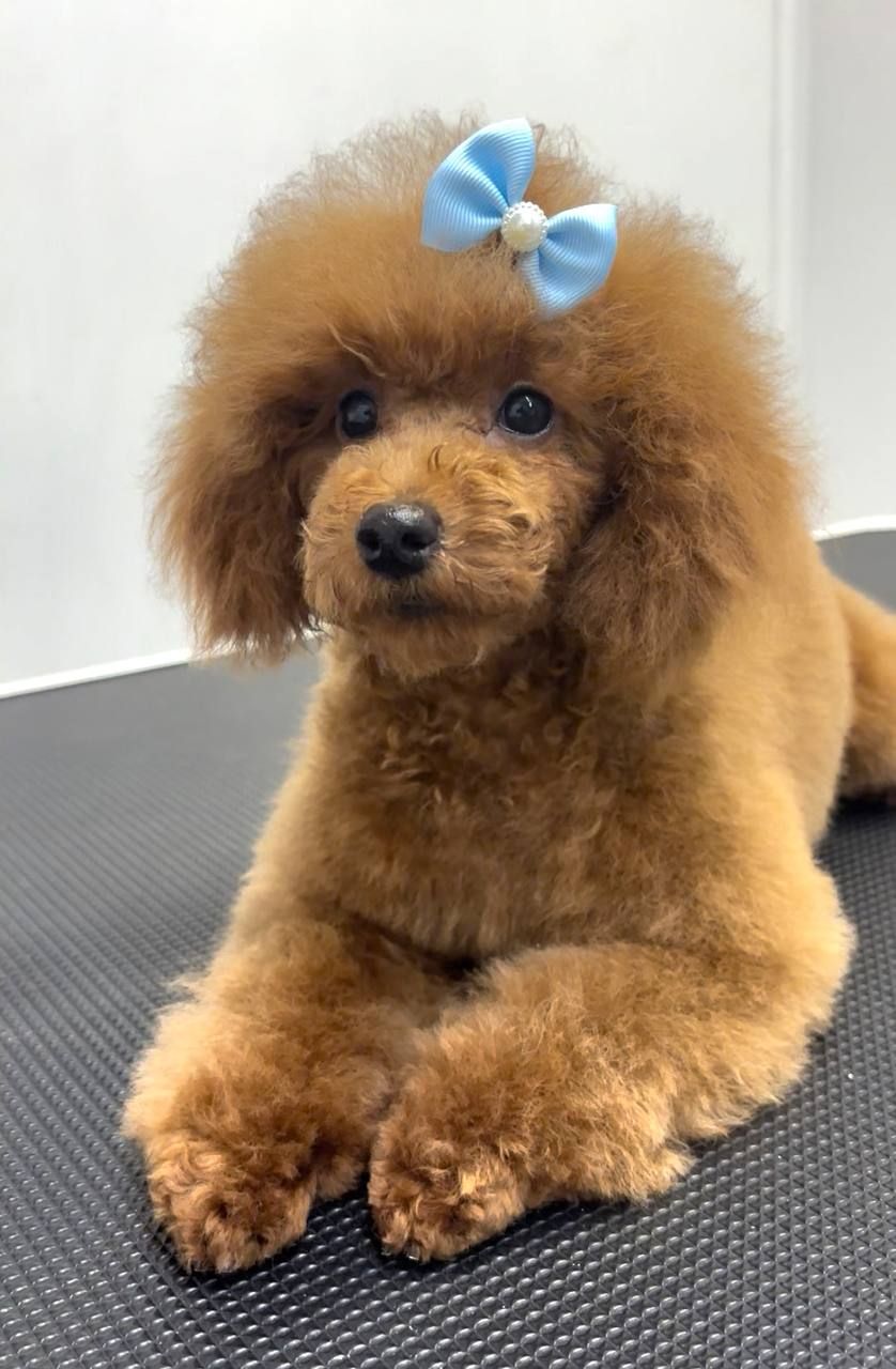 Червона дівчинка той пудель