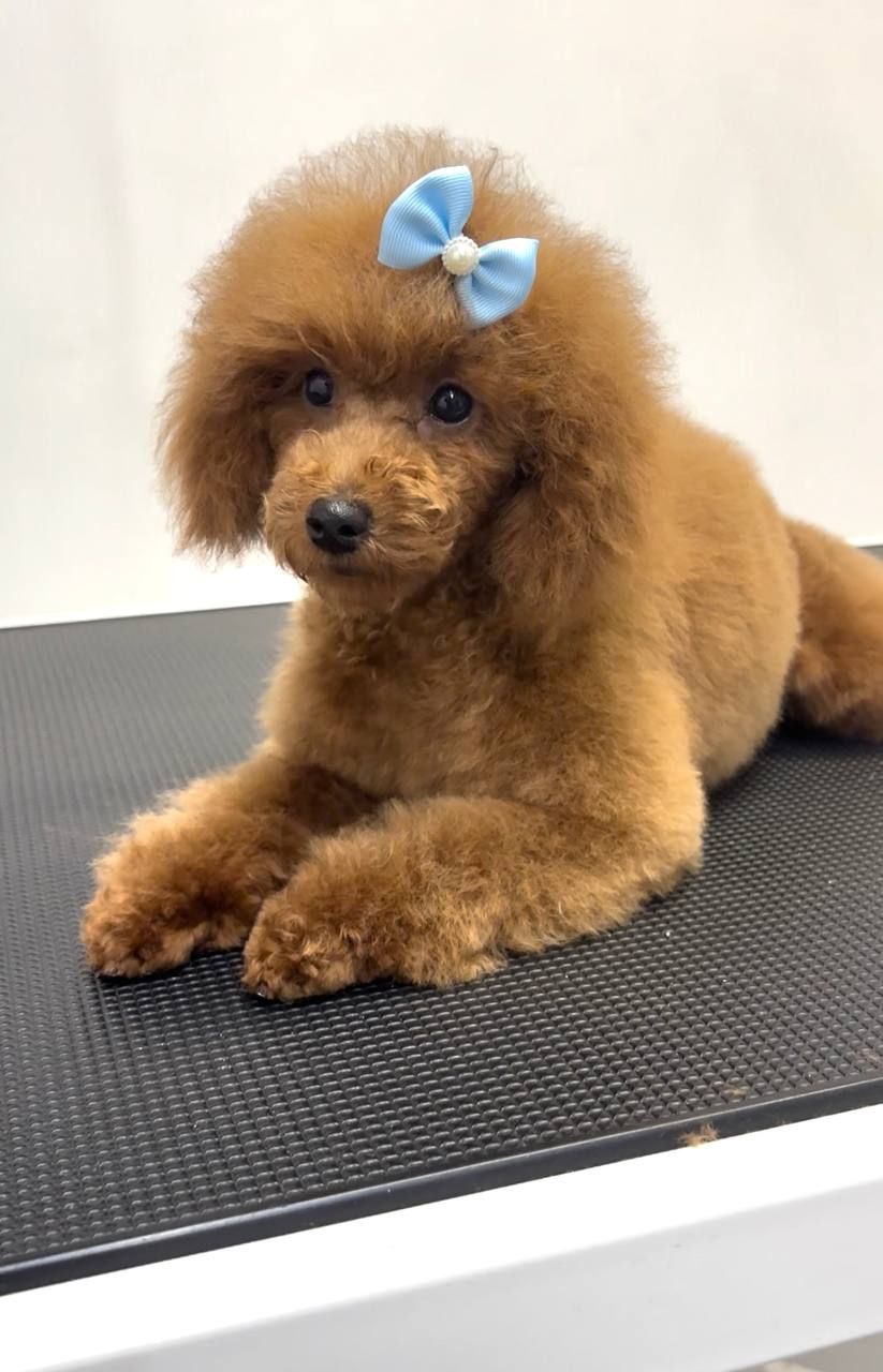 Червона дівчинка той пудель