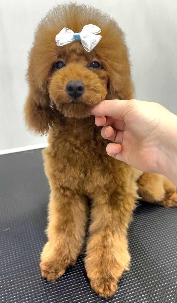 Той Пудель хлопчик, red