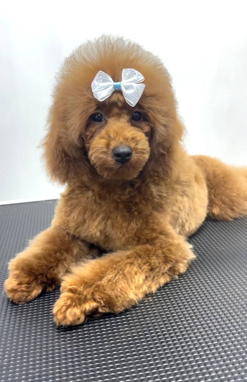 Той Пудель хлопчик, red