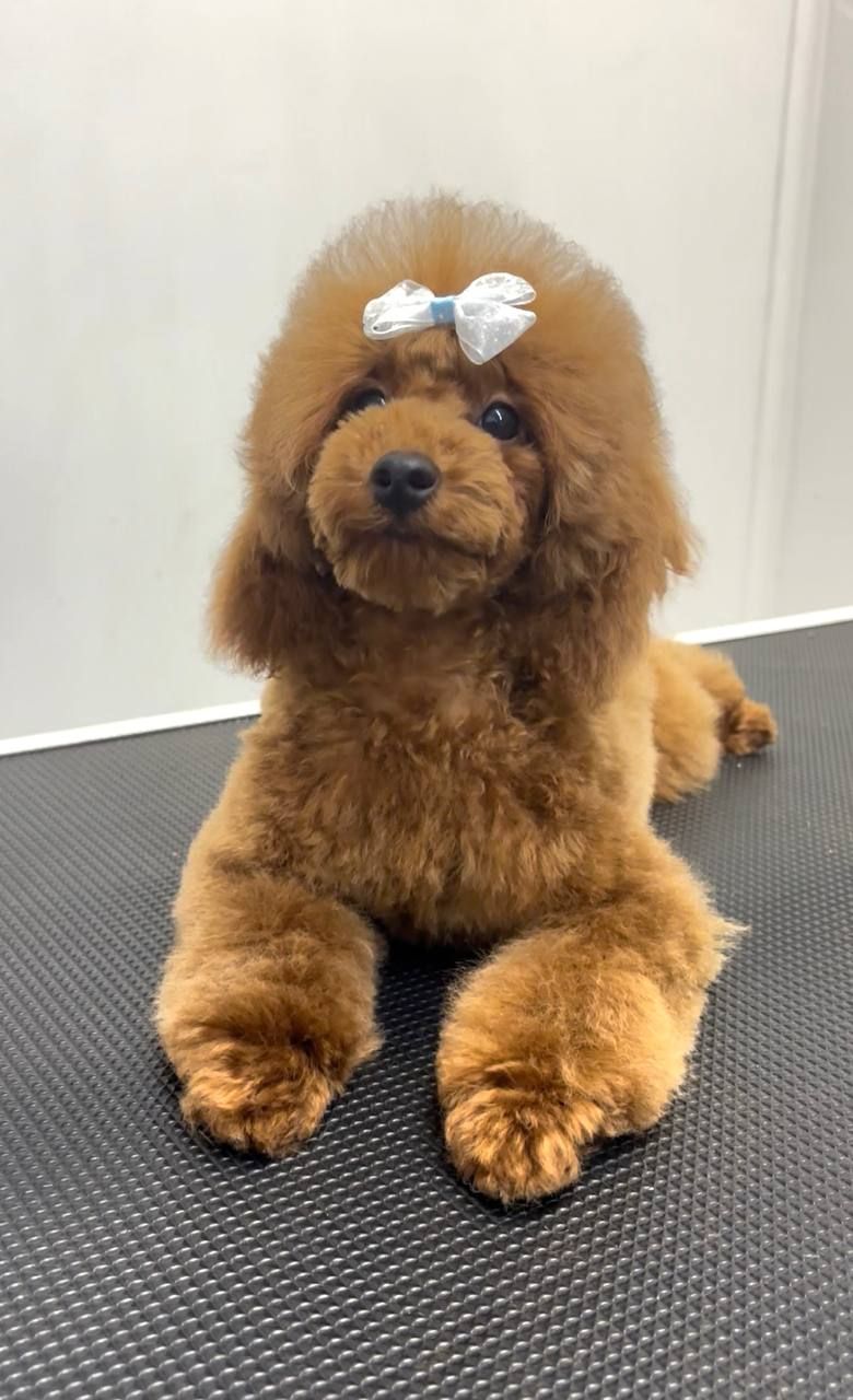 Той Пудель хлопчик, red