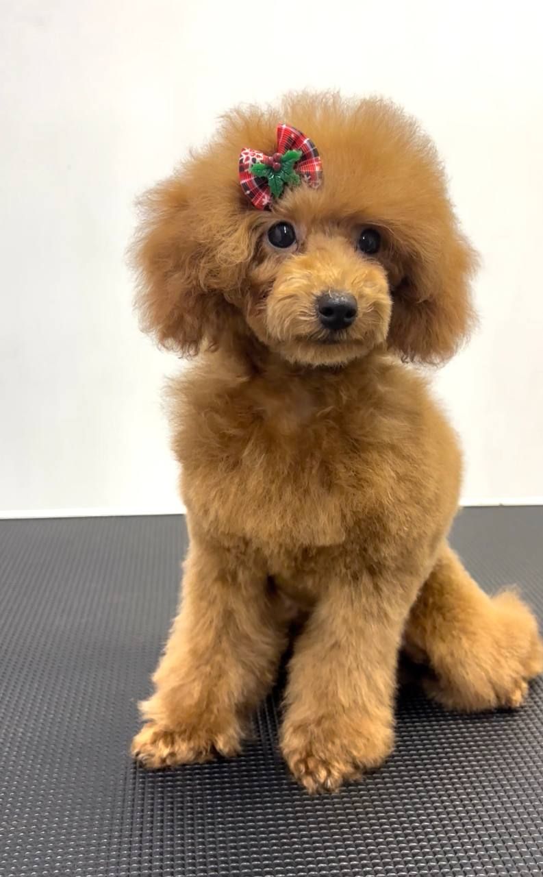 Пудель Той red дівчинка