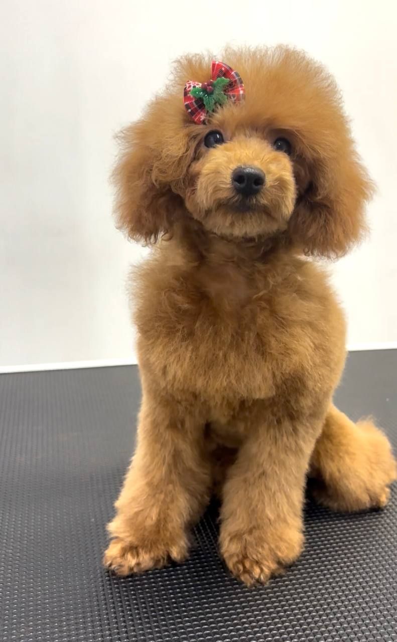 Пудель Той red дівчинка