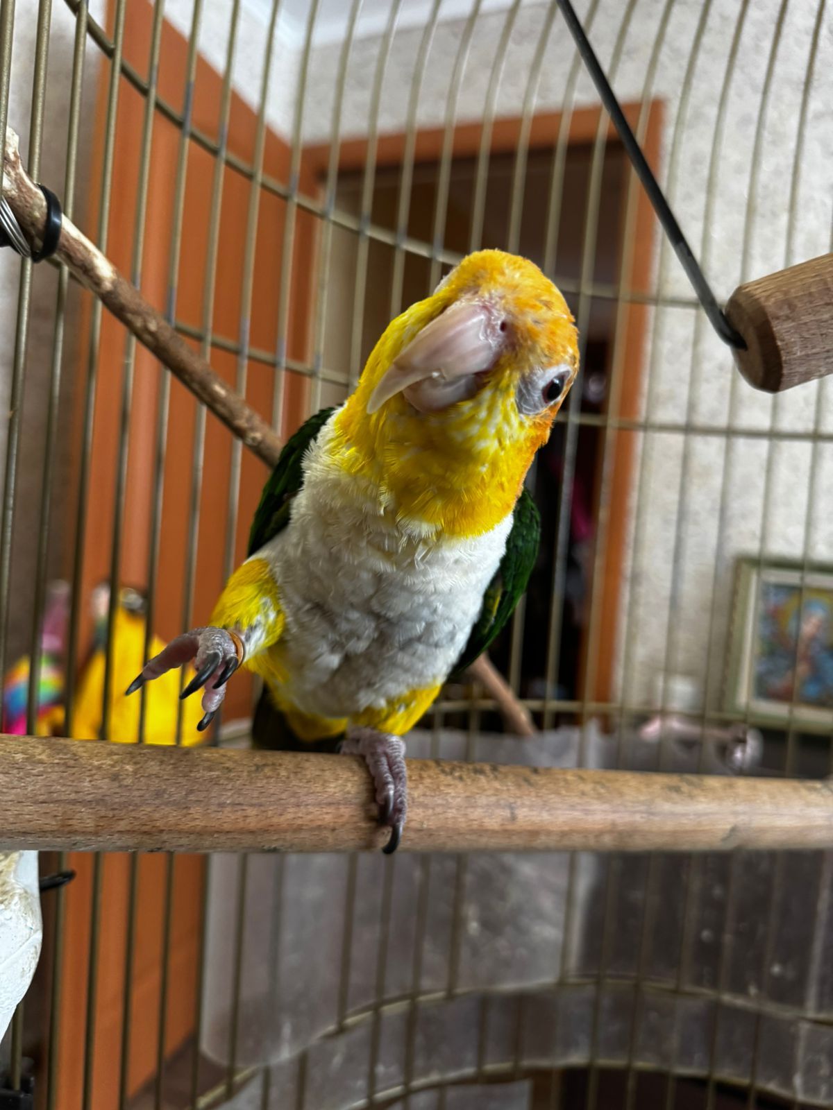 Рудоголовий каик
