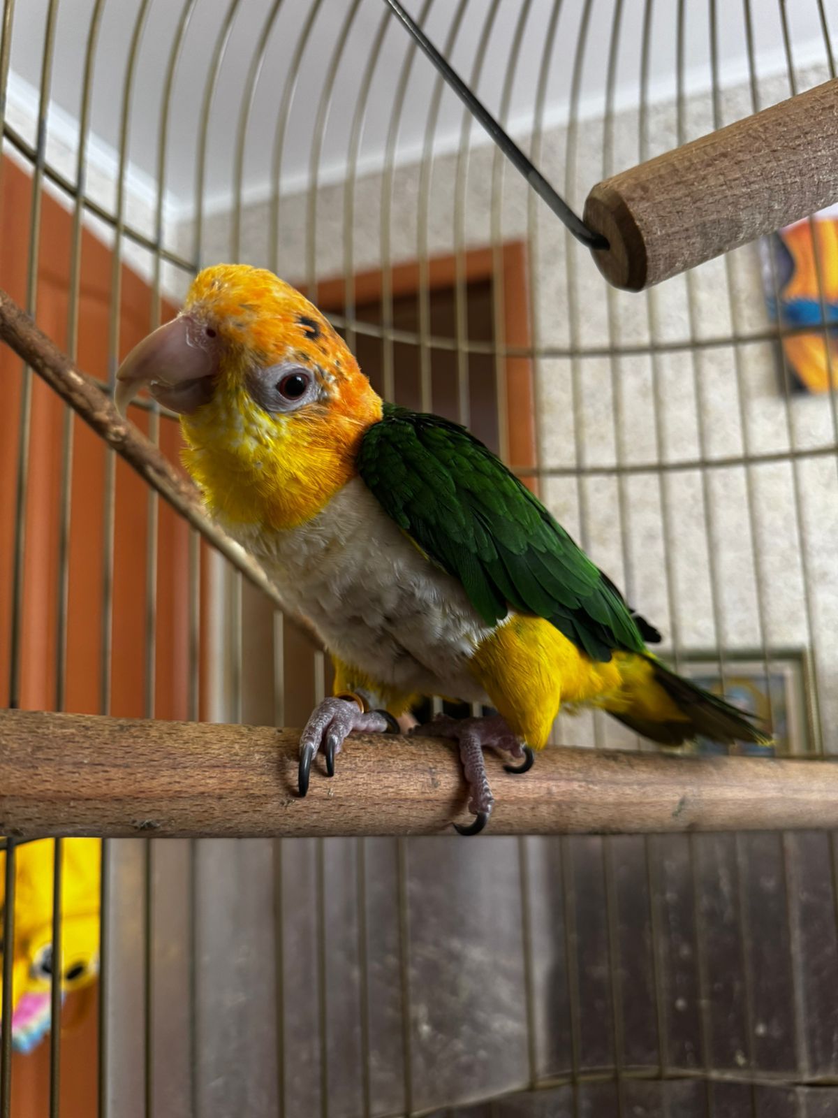 Рудоголовий каик