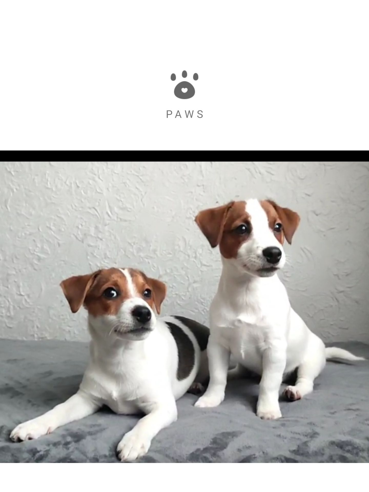 Чистокровні друзі з родословною, документи ККУ WKU, Джек Рассел тер'єр 3 міс