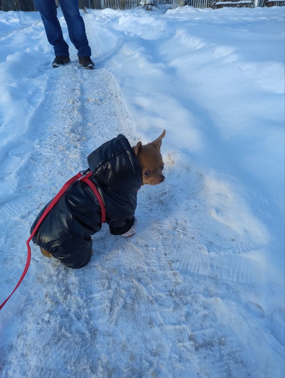 Цуценя Чіхуа