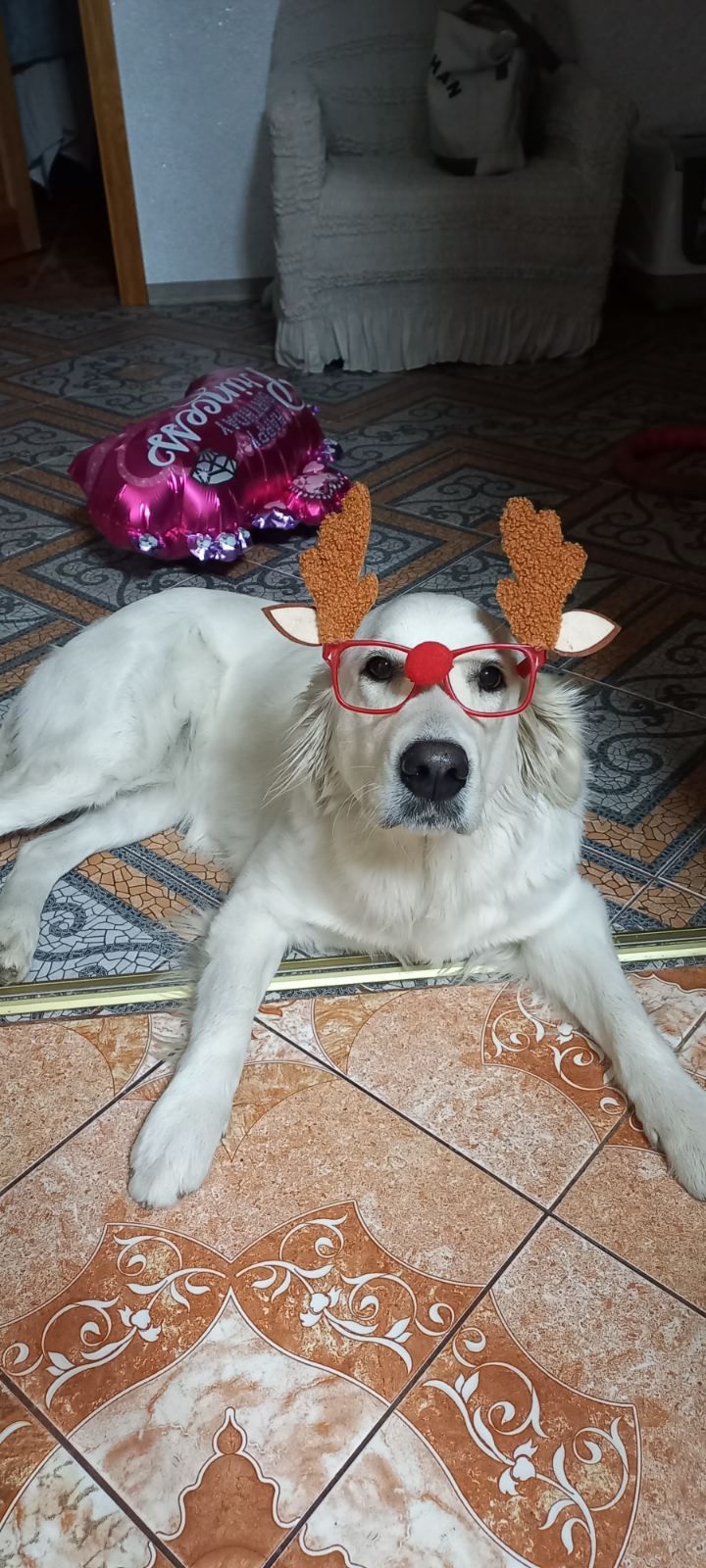 Цуценята золотистого ретривера