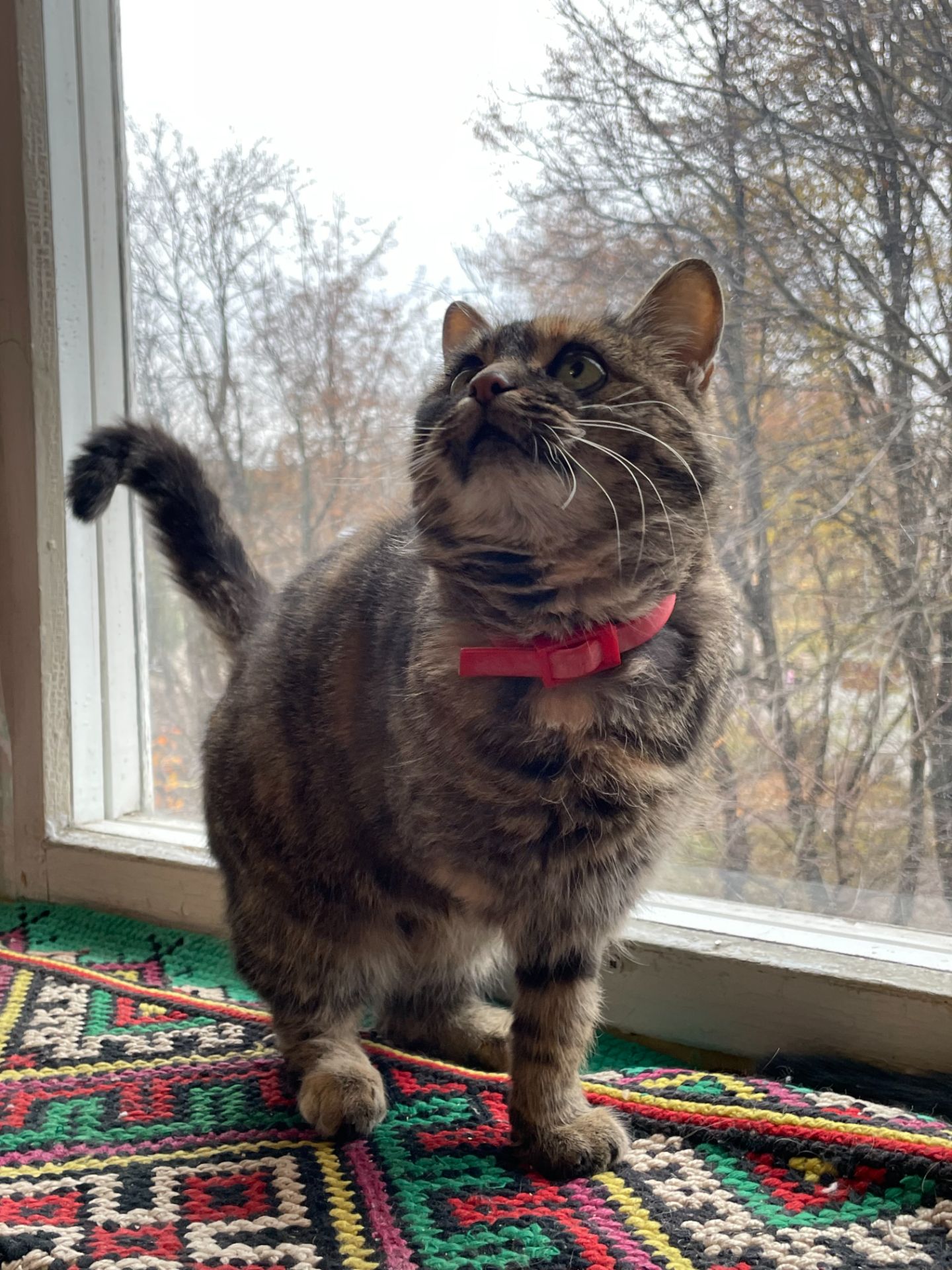 Віддам кицю в добрі руки