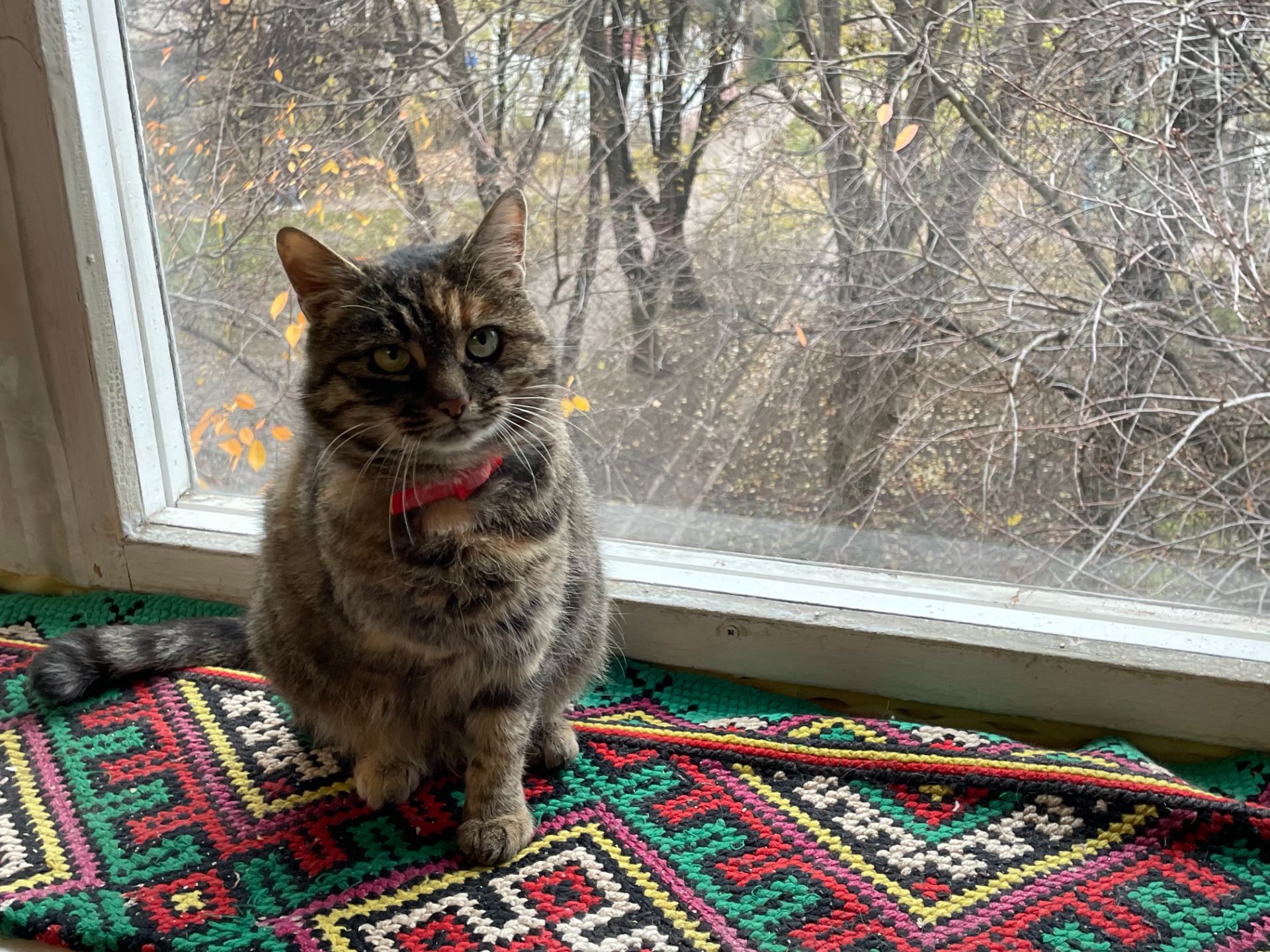 Віддам кицю в добрі руки