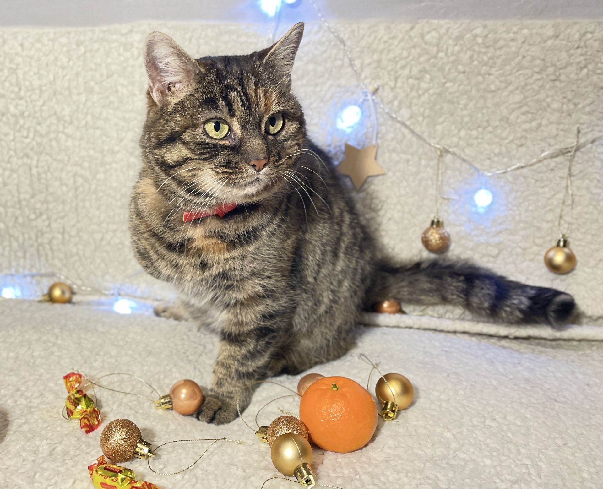 Віддам кицю в добрі руки