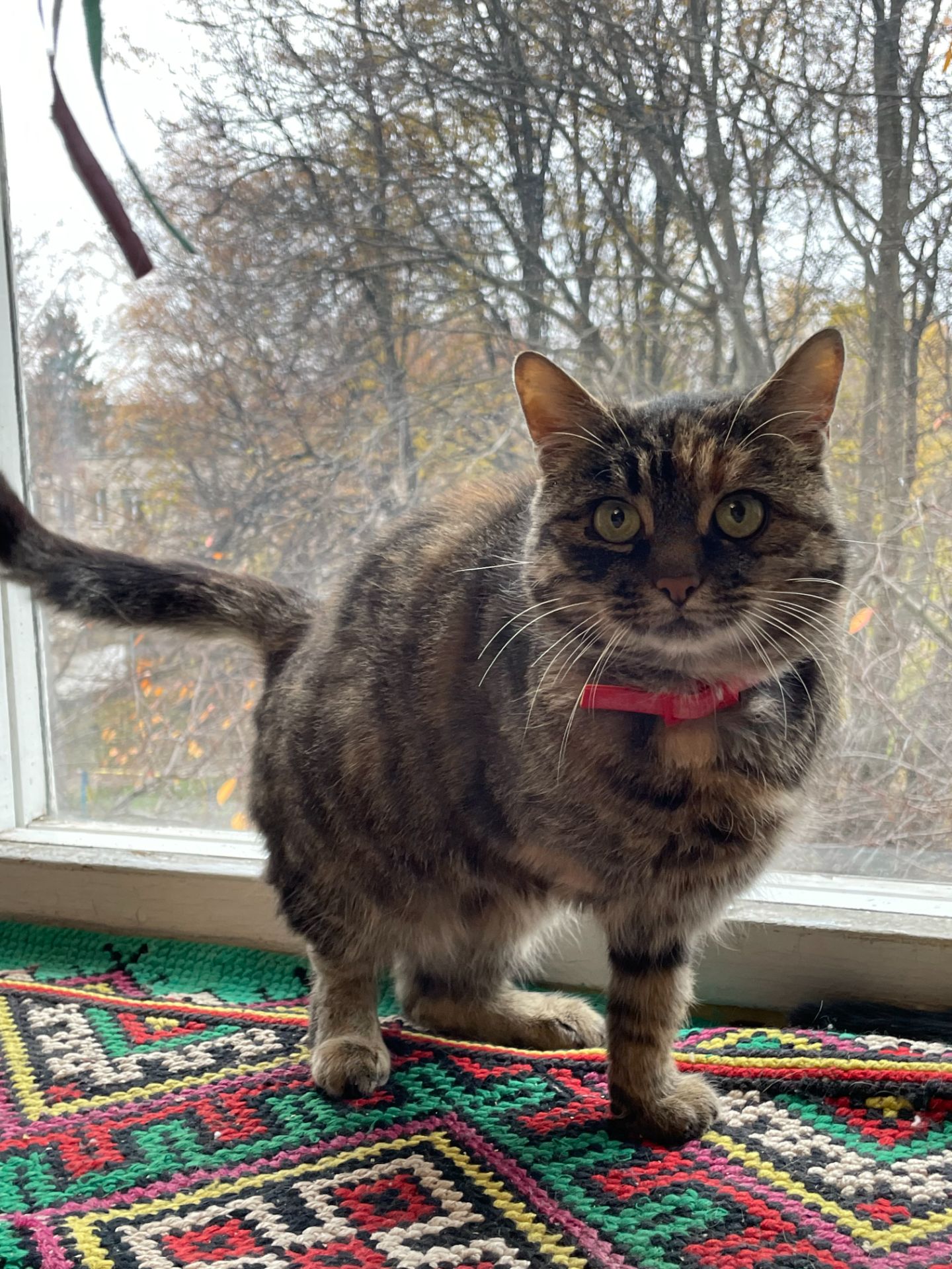 Віддам кицю в добрі руки