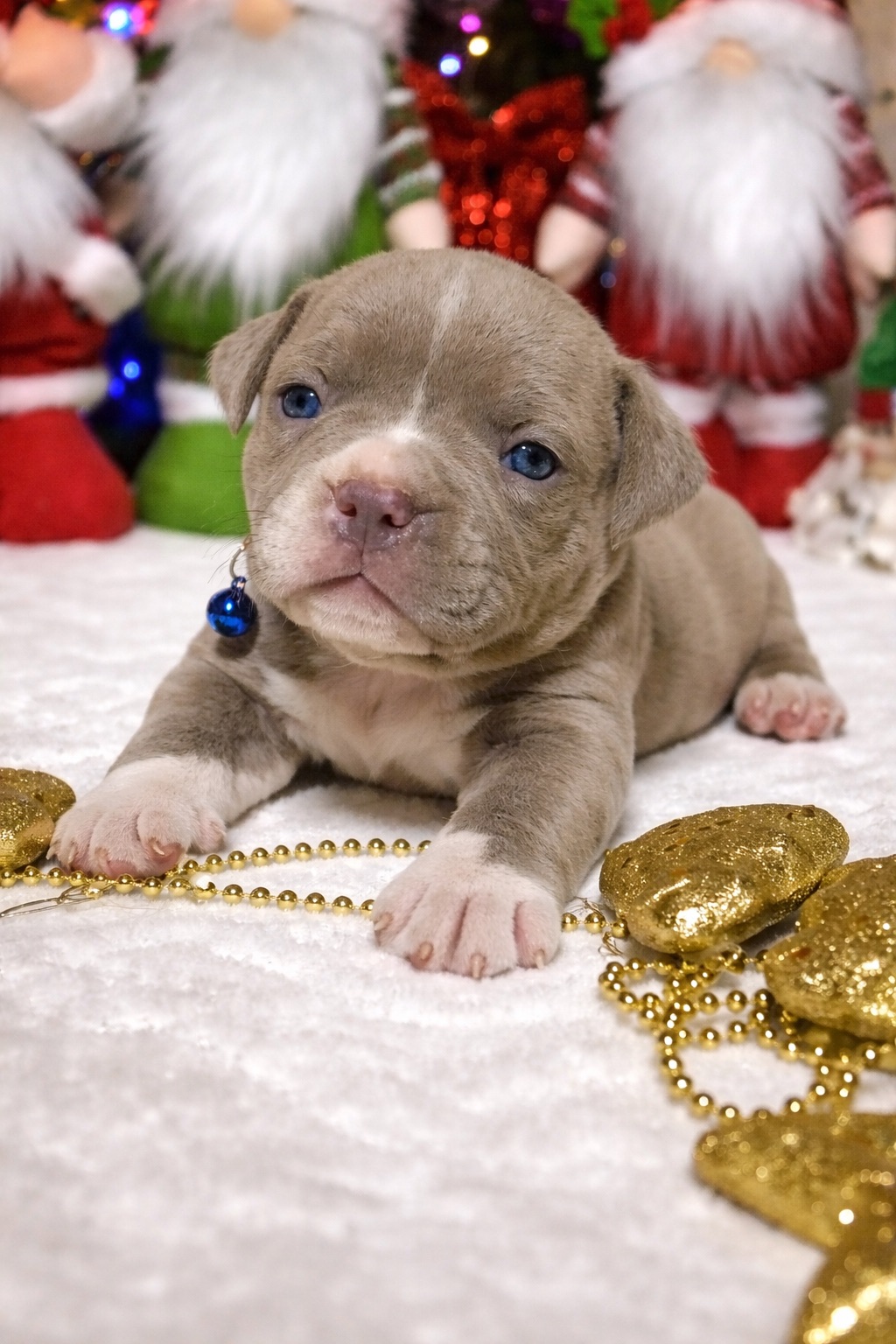 Американський буллі покет