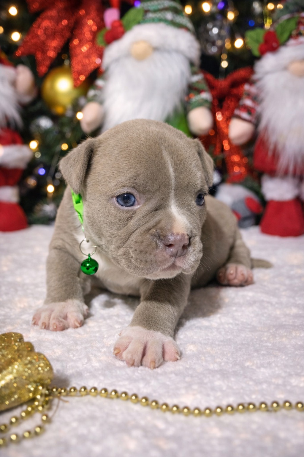 Американський буллі покет