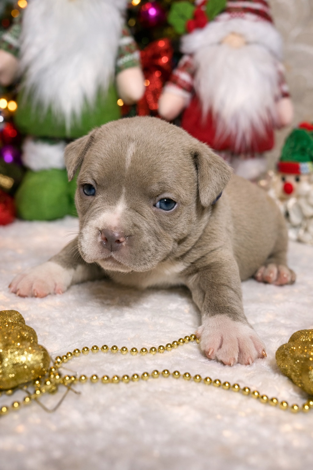 Американський буллі покет