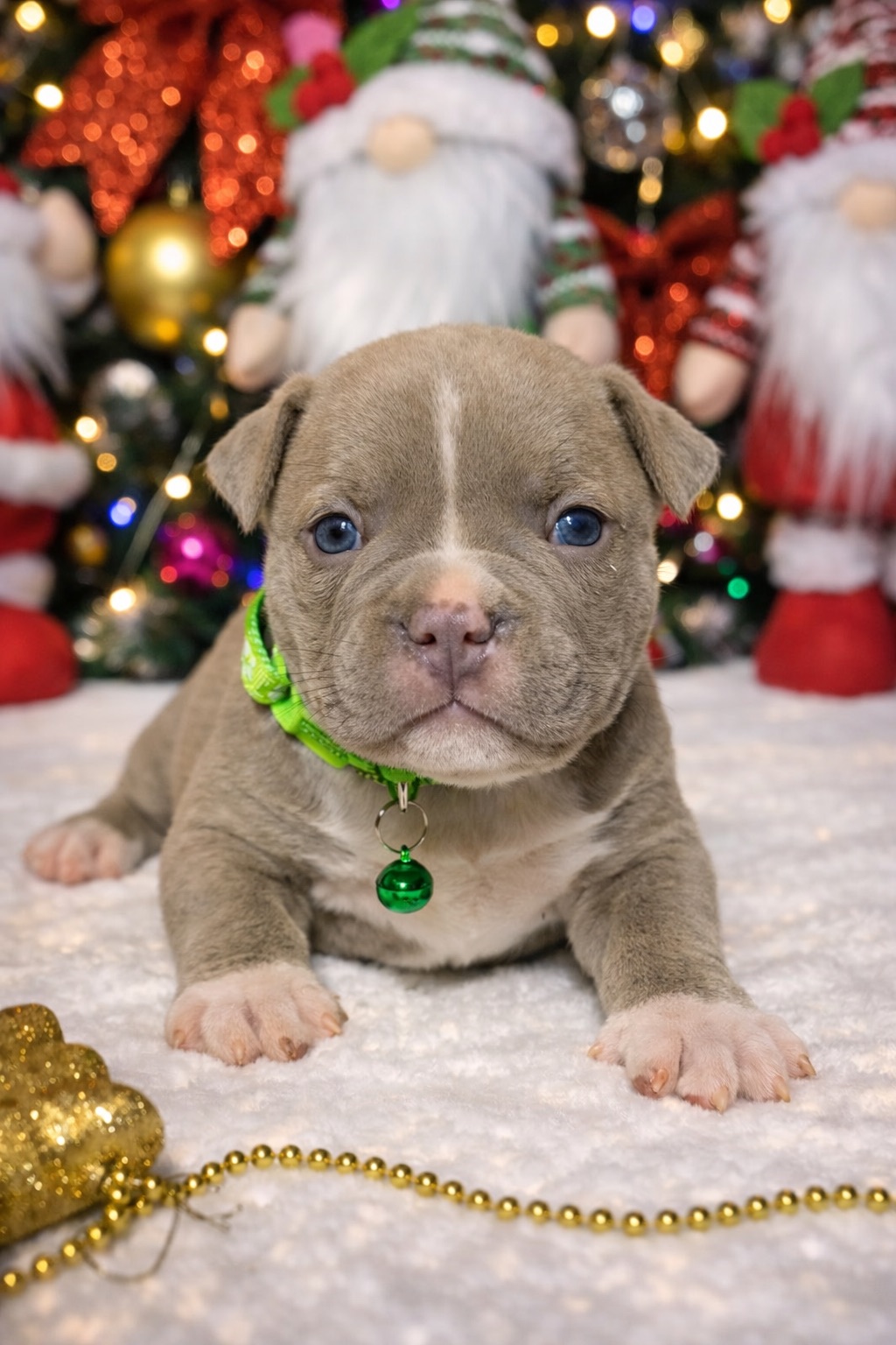 Американський буллі покет