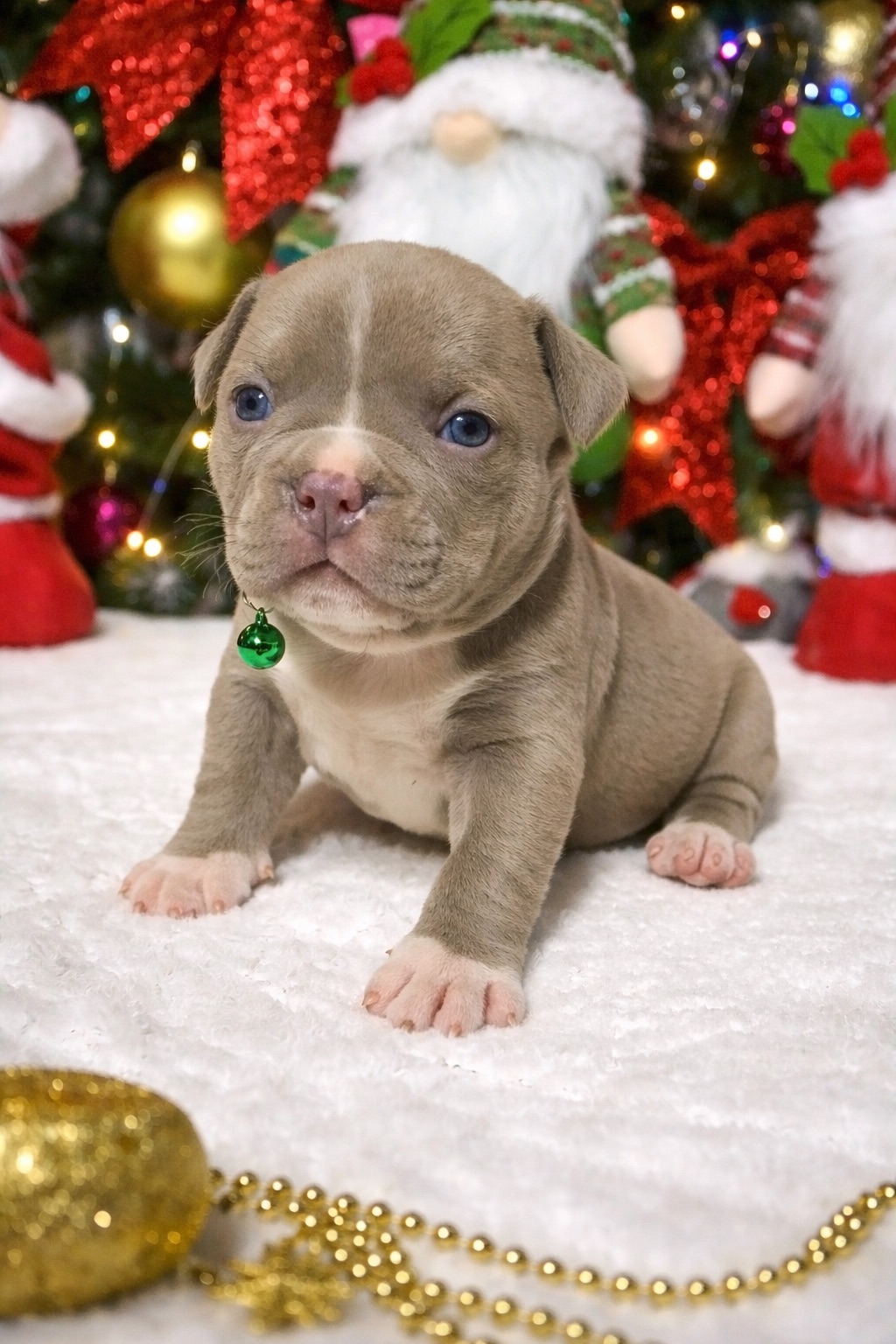 Американський буллі покет