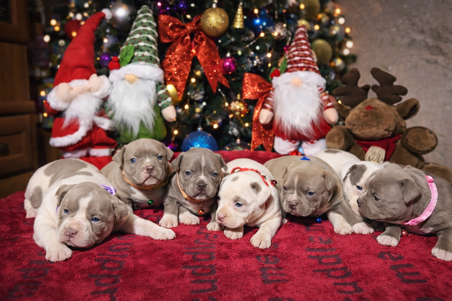 Американський буллі покет