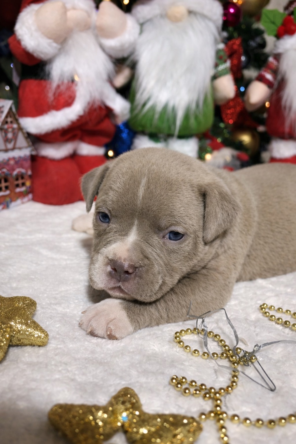 Американський буллі покет