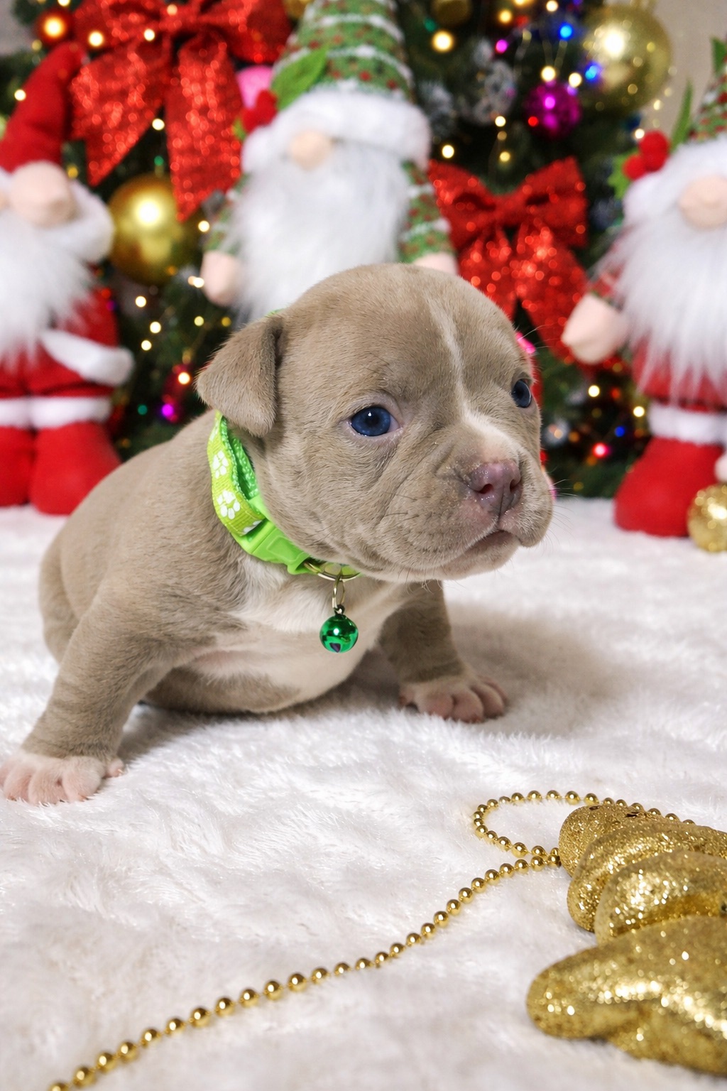 Американський буллі покет