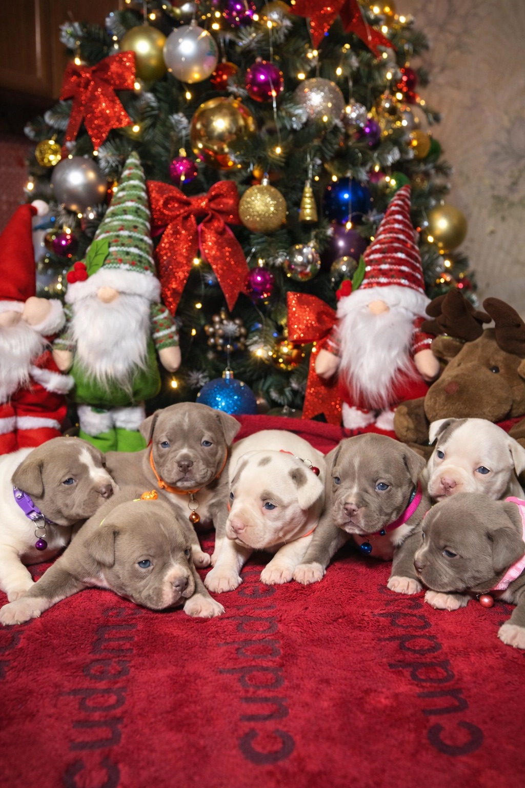 Американський буллі покет