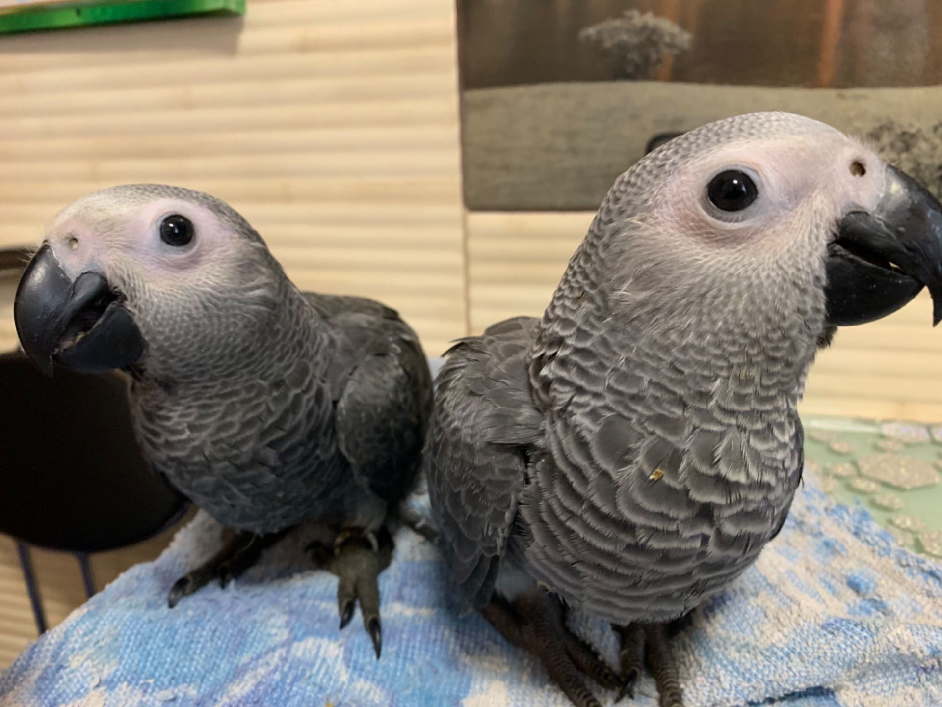 Ариканський Папугай Жако игривые птенчики