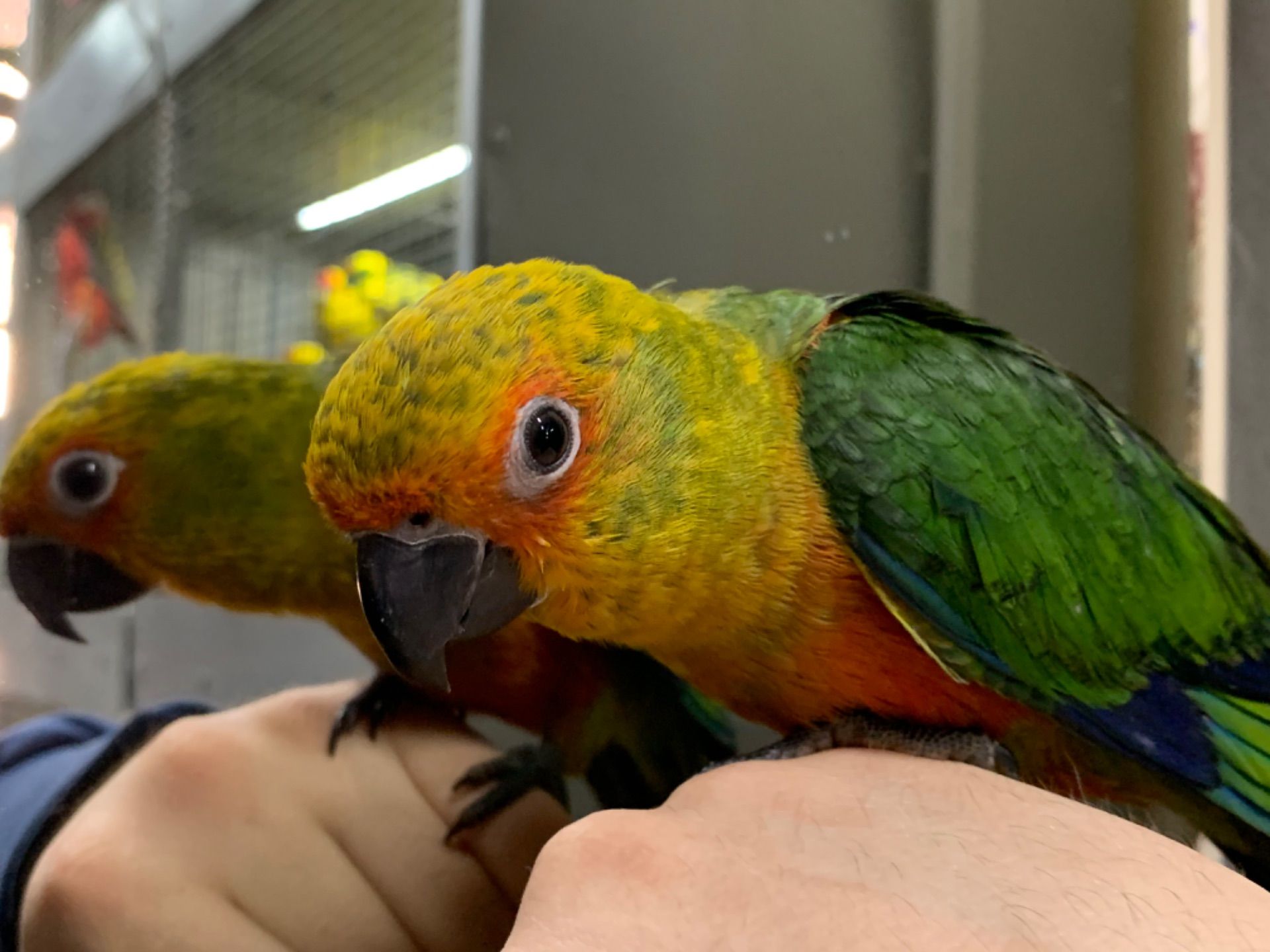 Молоді папуги аратингу 2026 року пташенята