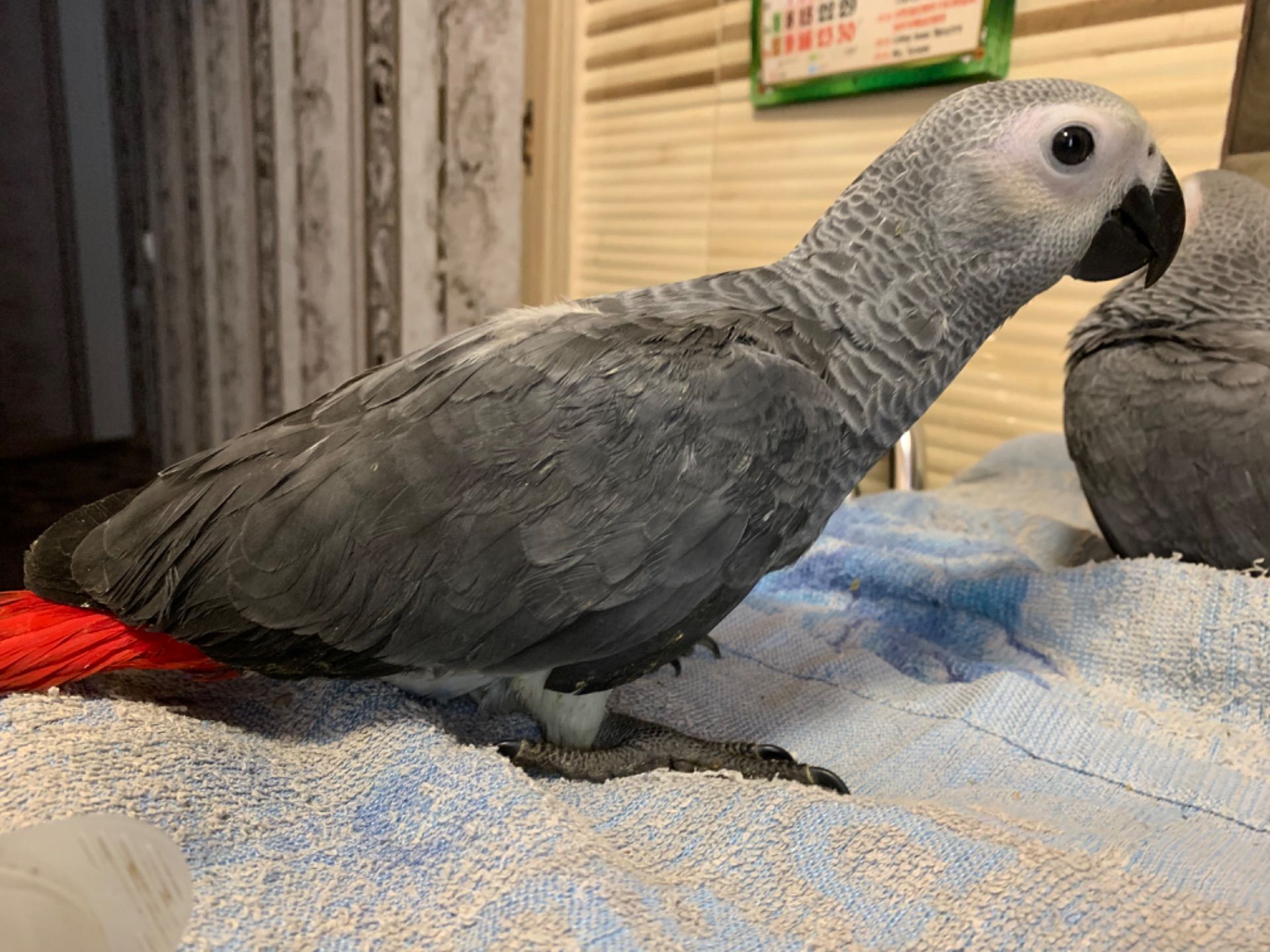 Ариканський Папугай Жако игривые птенчики