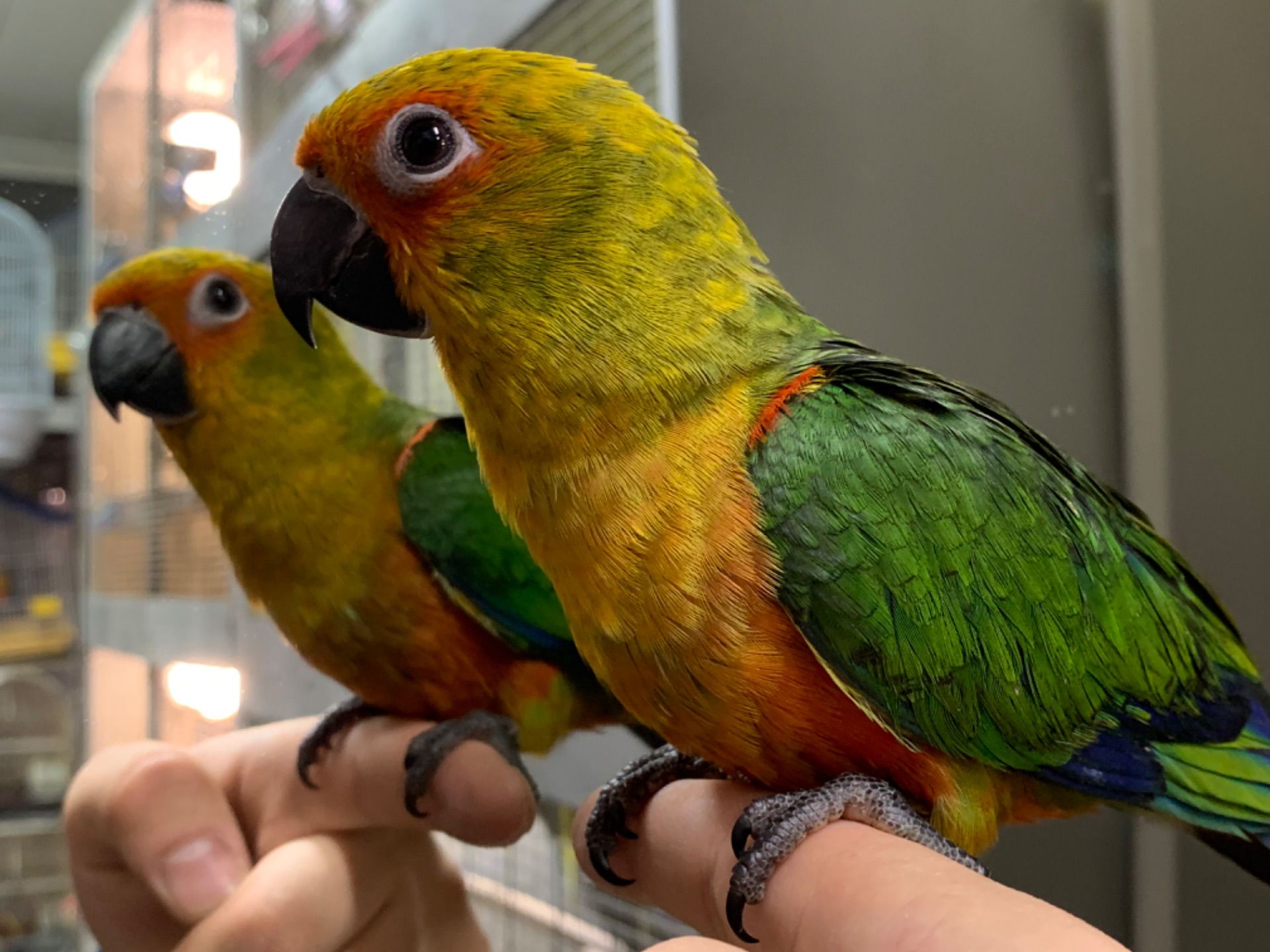 Молоді папуги аратингу 2026 року пташенята