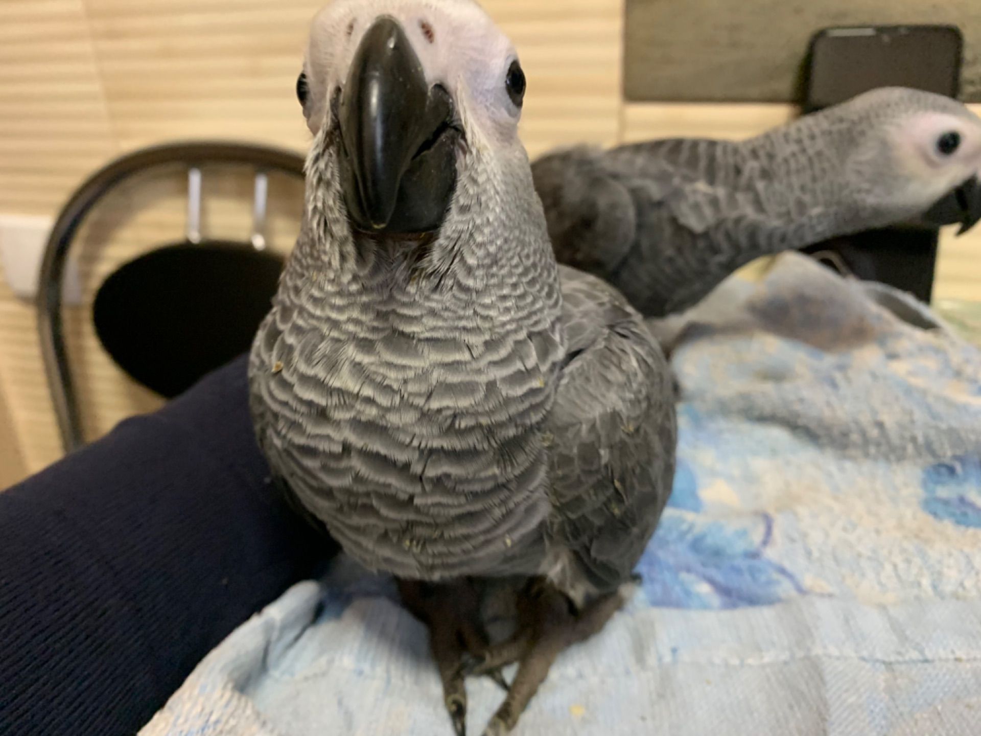 Ариканський Папугай Жако игривые птенчики