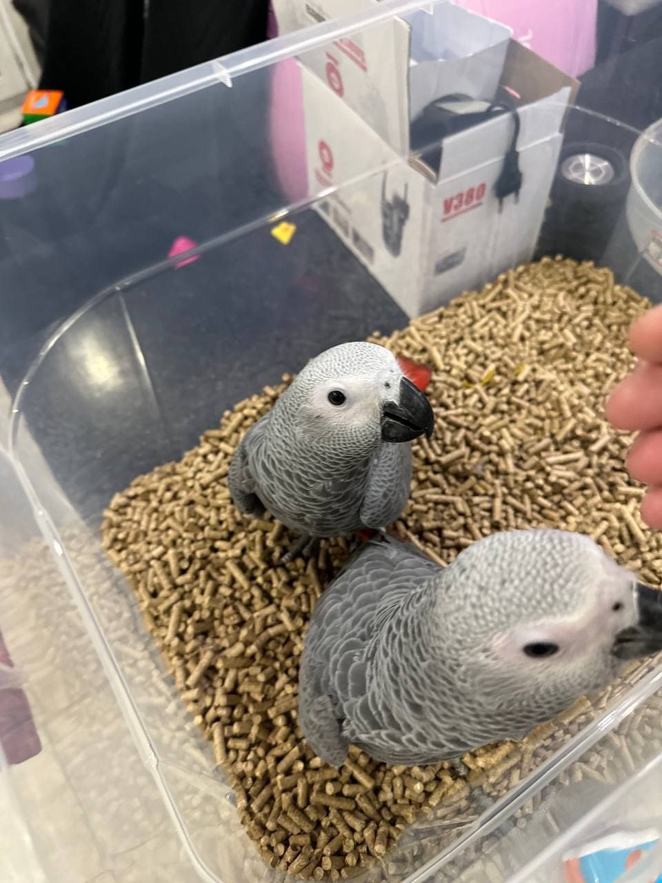 Алохвостые птенцы Жако, Отправка в другие города