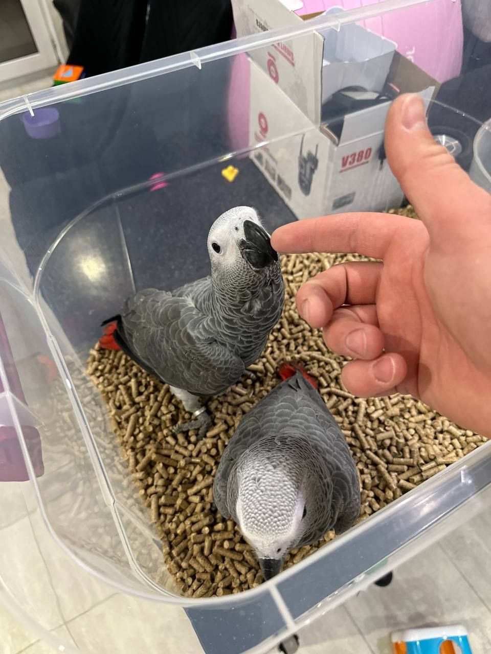 Алохвостые птенцы Жако, Отправка в другие города