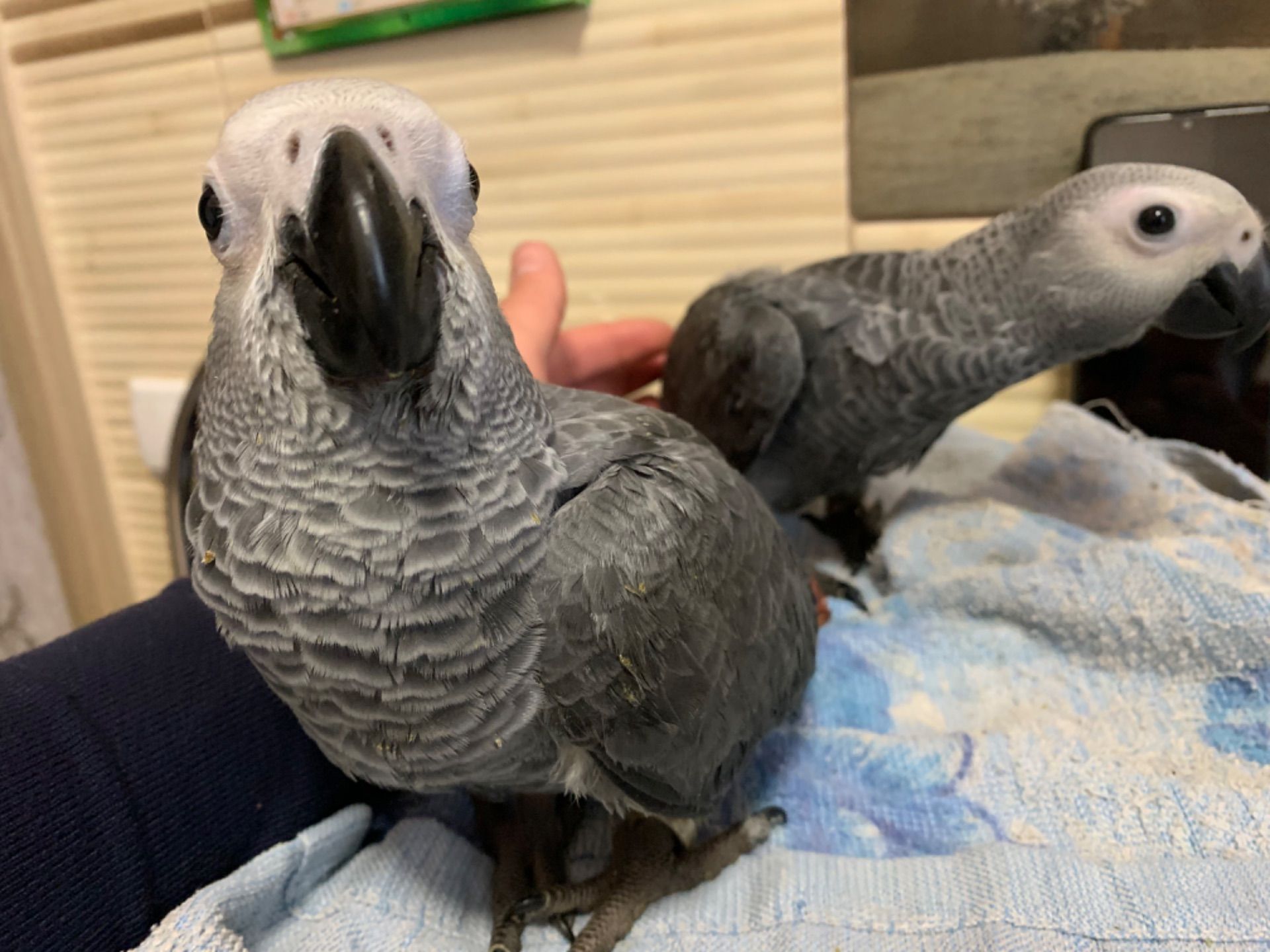 Ариканський Папугай Жако игривые птенчики