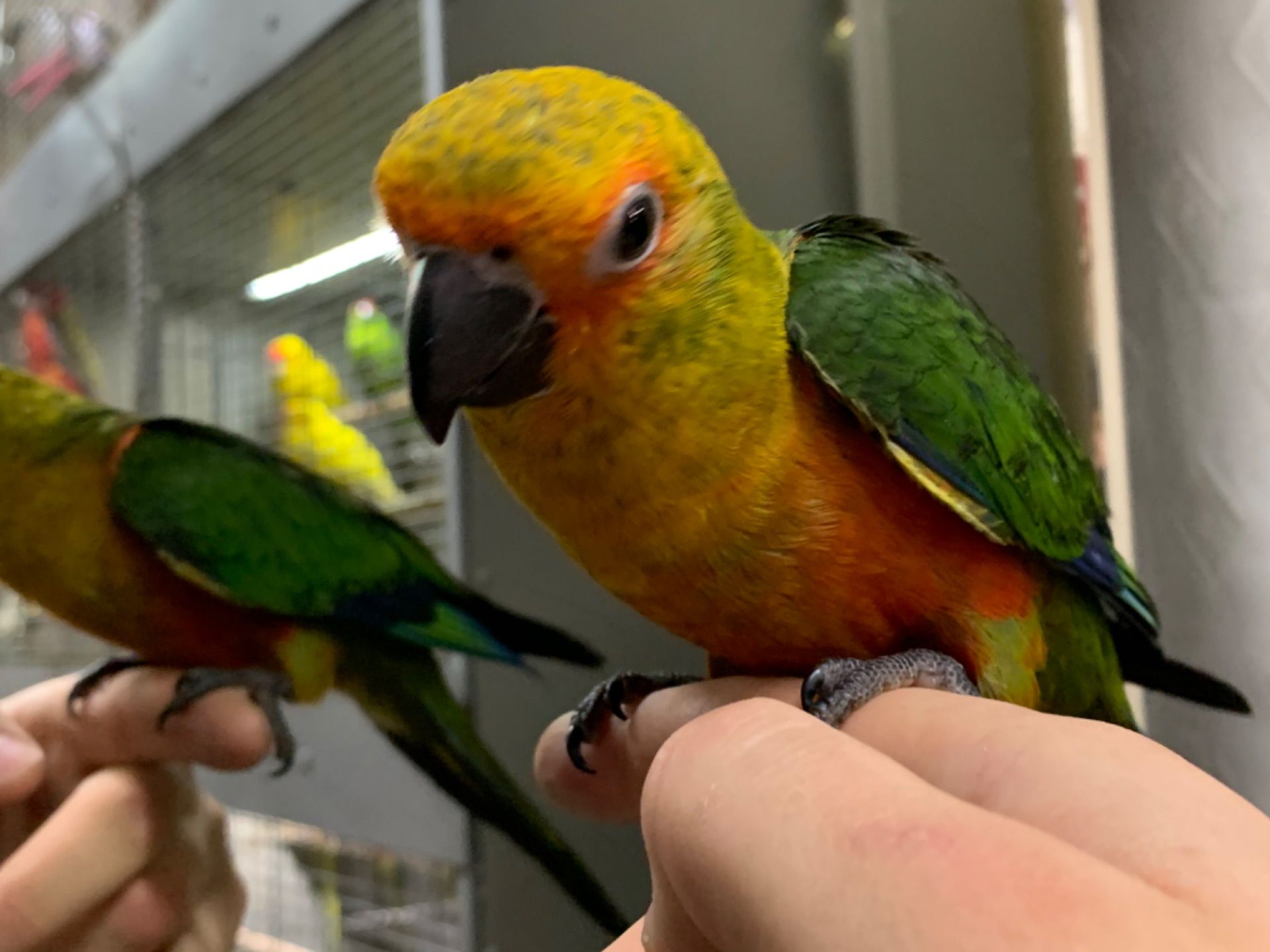 Молоді папуги аратингу 2026 року пташенята