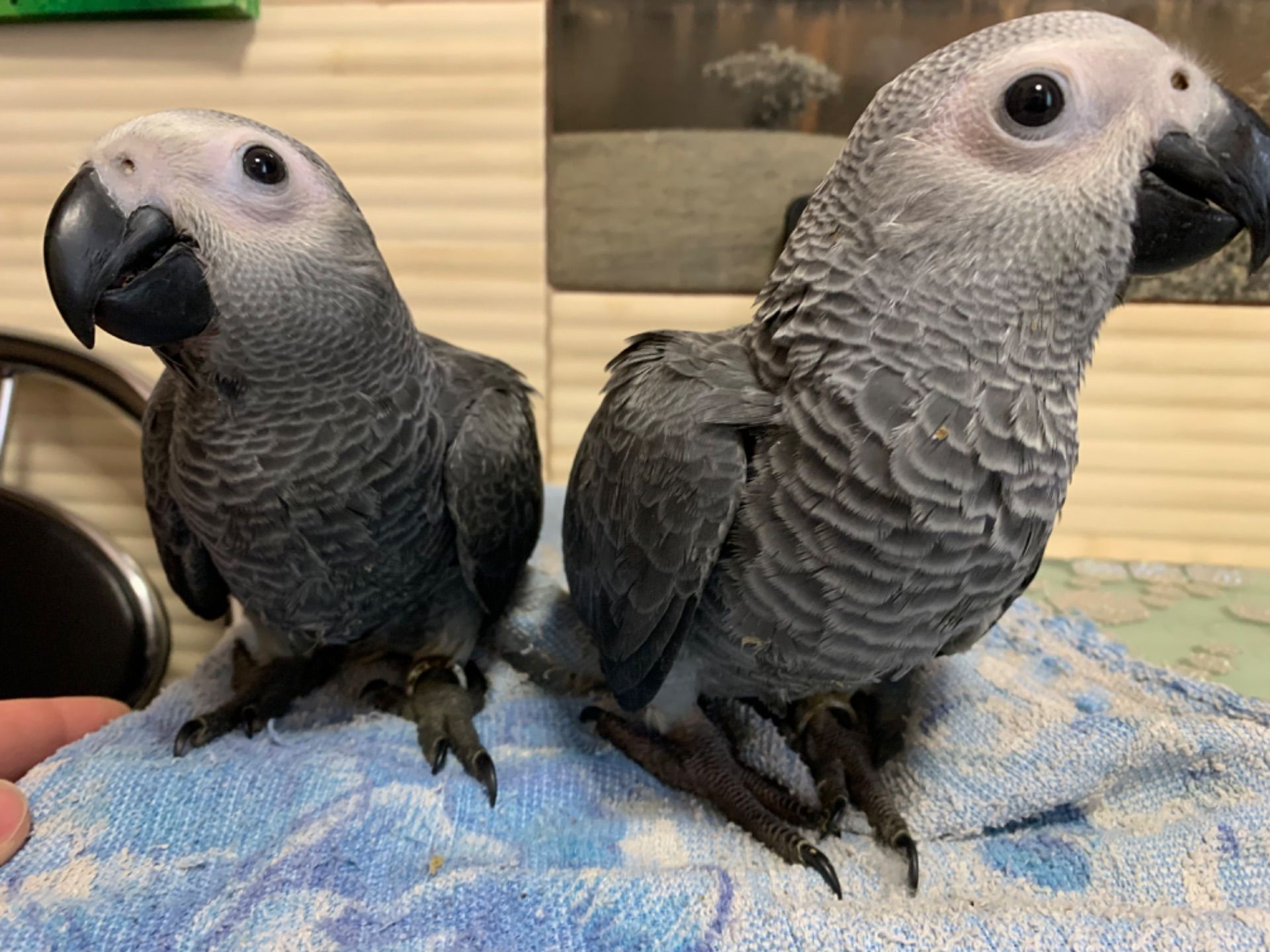 Ариканський Папугай Жако игривые птенчики