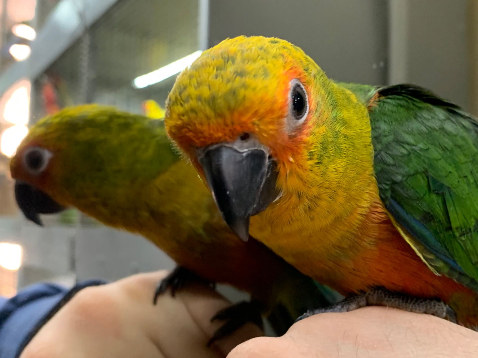 Молоді папуги аратингу 2026 року пташенята