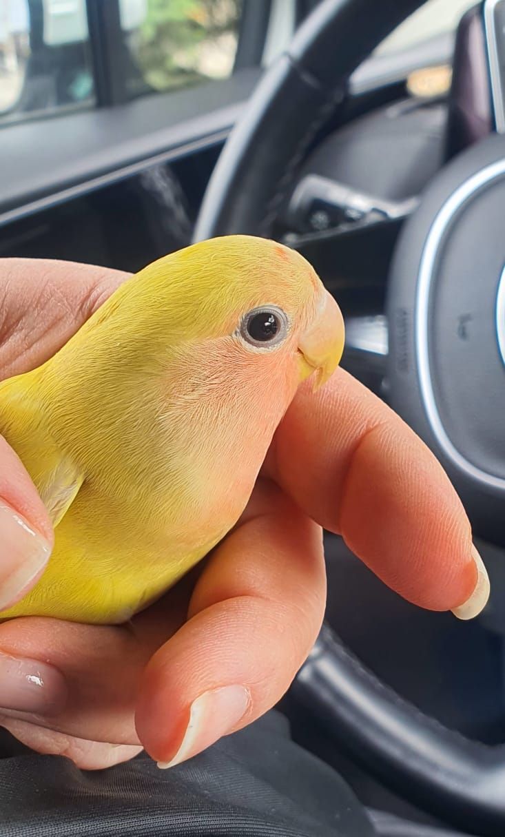 Неотразимые неразлучники Фишера выкормыши