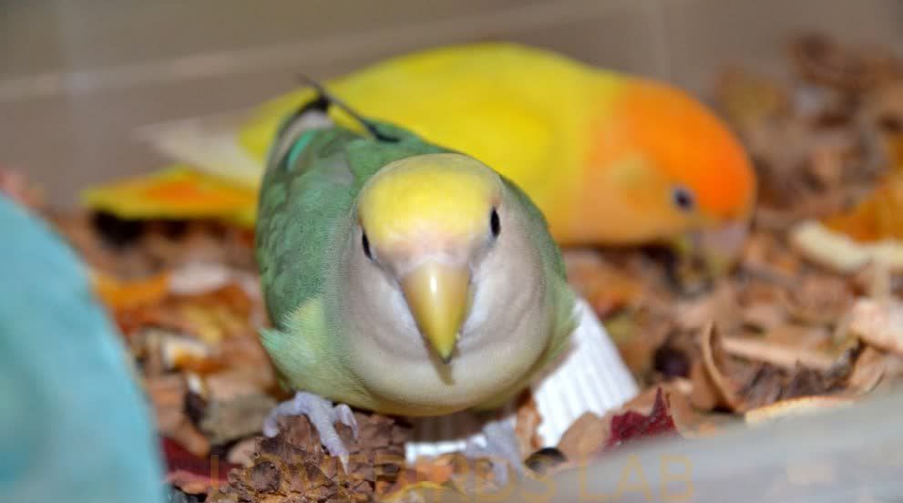 Неотразимые неразлучники Фишера выкормыши