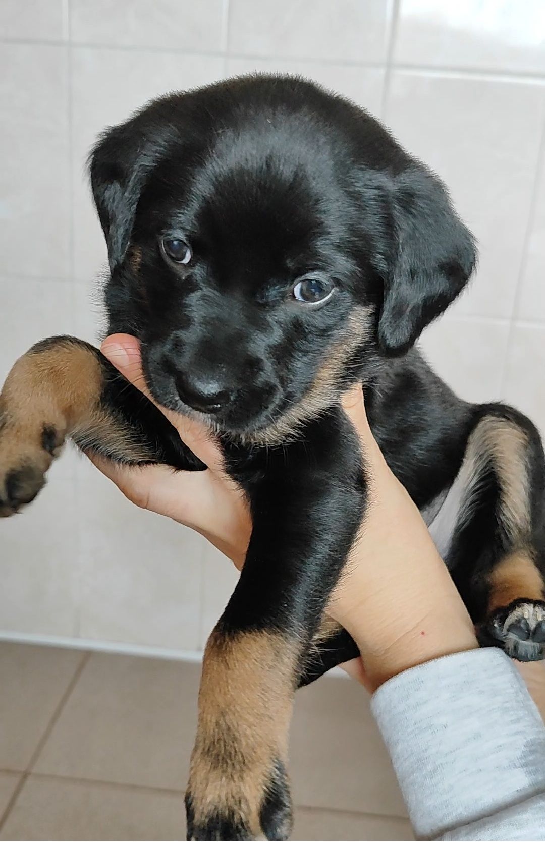 Цуценята в добрі руки