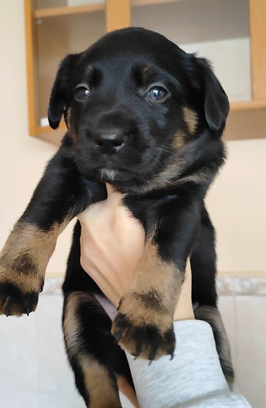 Цуценята в добрі руки