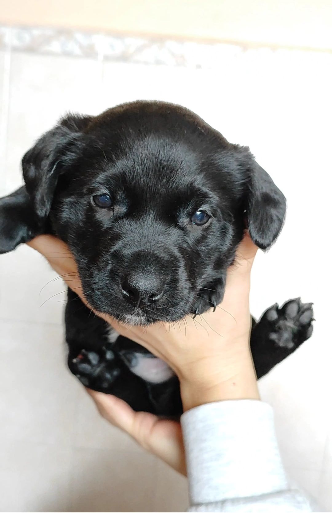 Цуценята в добрі руки