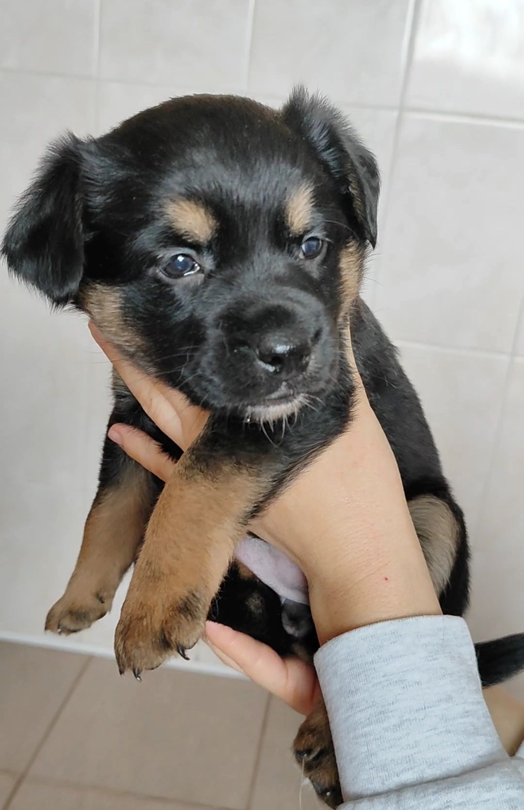 Цуценята в добрі руки