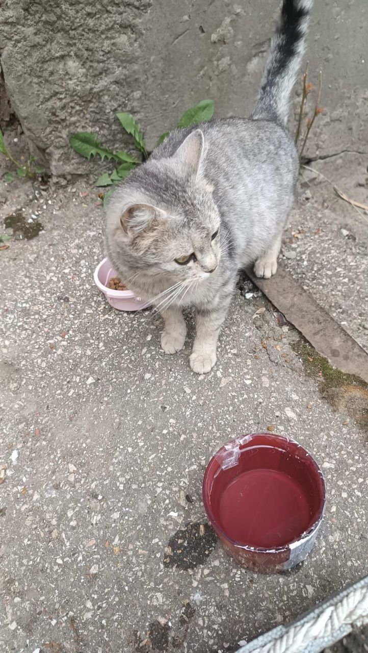 Прихистить малечу