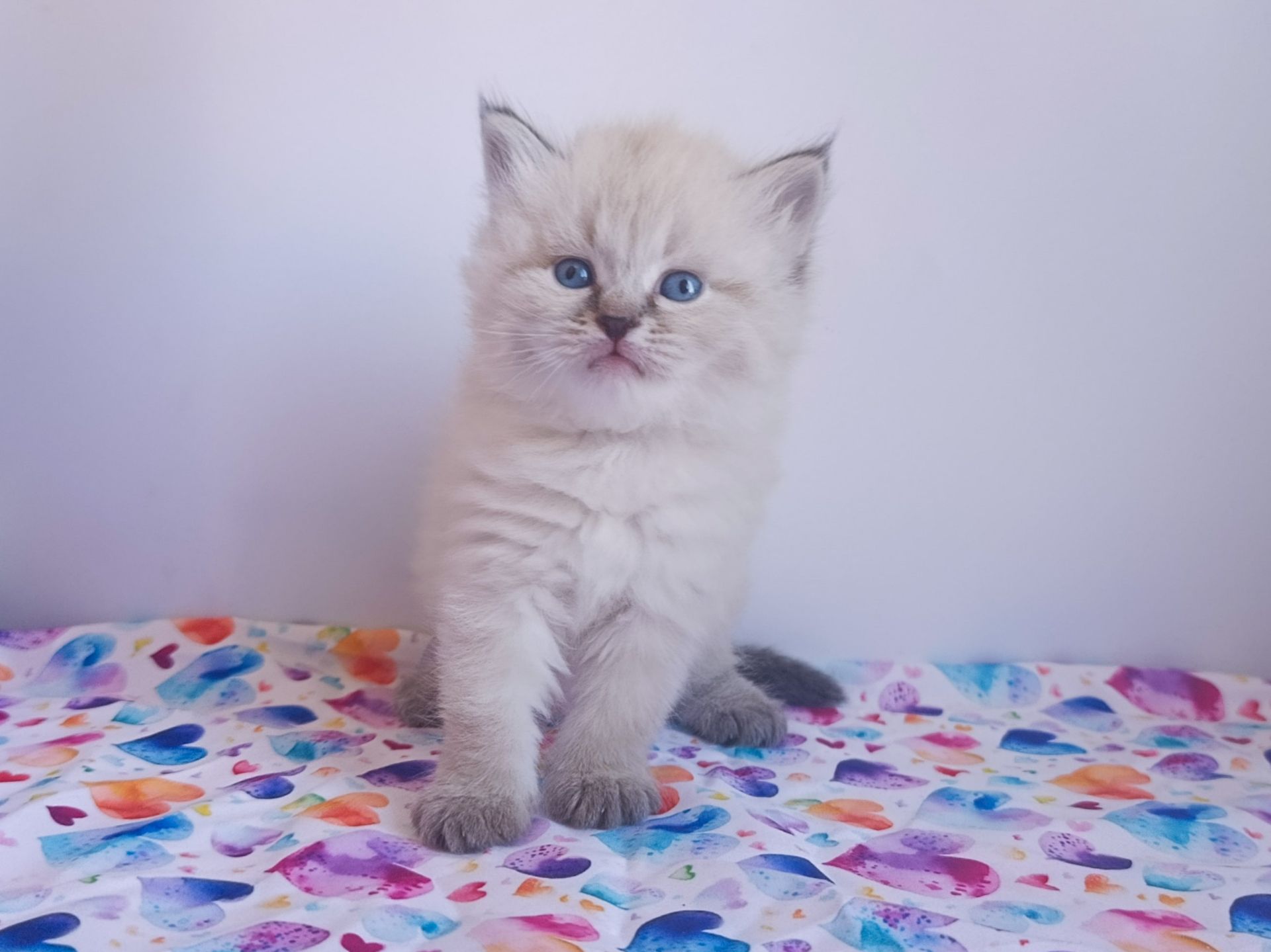 Клубна невська маскарадна дівчинка Estella