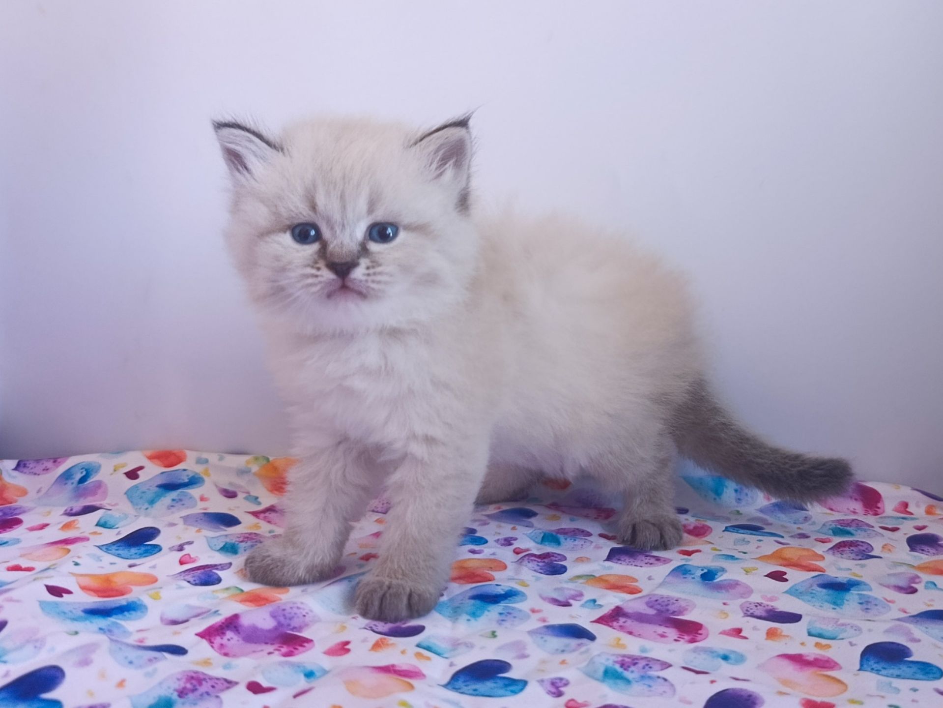 Клубна невська маскарадна дівчинка Estella